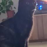 Picture of cat lost at Gervans