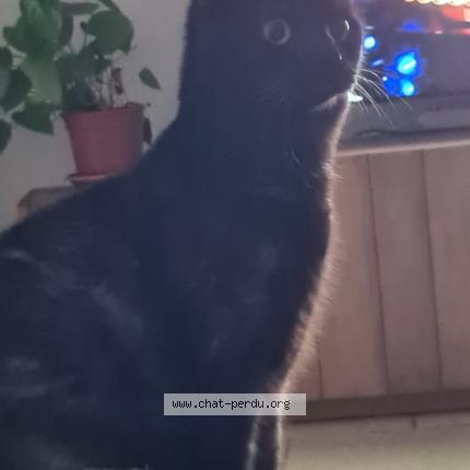 Photo 1/1 Rampa Chat lost in Gervans