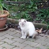 Picture of cat lost at Orange