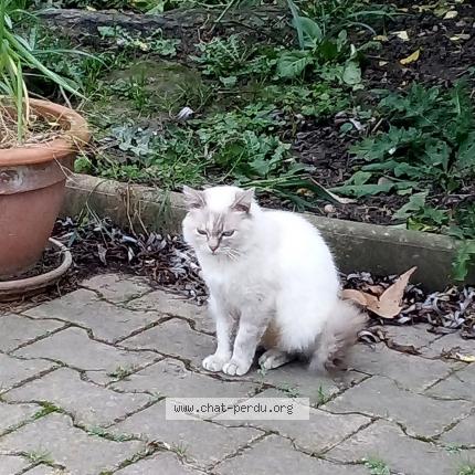Photo 1/1 Mouchette Chat lost in Orange
