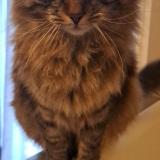 Picture of cat lost at Gardanne