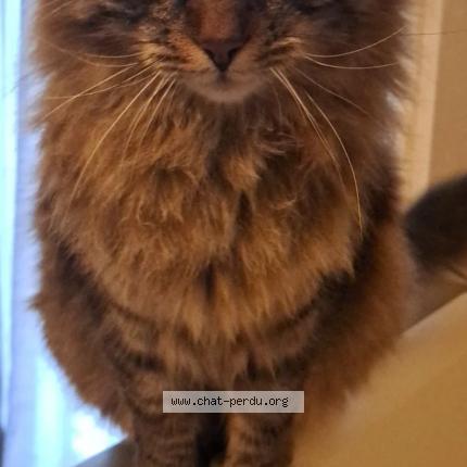 Photo 1/1 Titou Chat lost in Gardanne