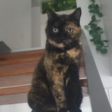 Picture of cat lost at Herimenil