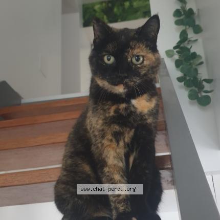 Photo 1/1 Cat reunited Lost in Herimenil