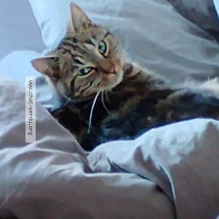 Photo 1/3 Paco Chat lost in Tinqueux