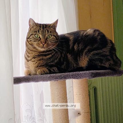 Photo 2/3 Paco Chat lost in Tinqueux