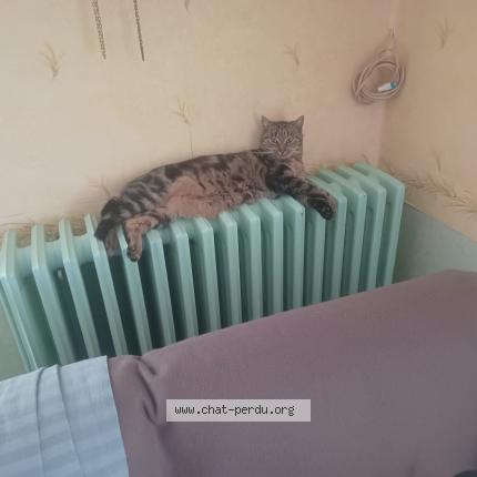 Photo 3/3 Paco Chat lost in Tinqueux