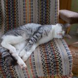 Picture of cat lost at Lampaul Plouarzel