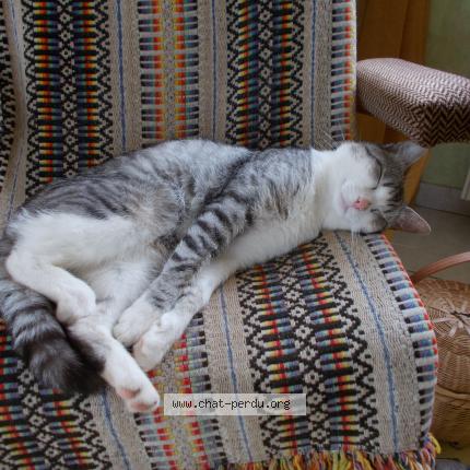 Photo 1/1 Titi Chat lost in Lampaul plouarzel