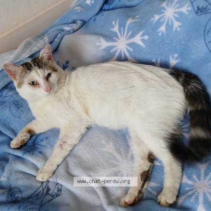 Foto van vermiste kat in Renaix