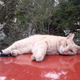 Picture of cat lost at Montpellier