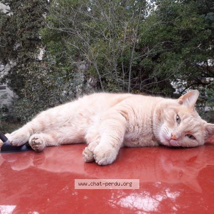 Photo 1/1 Rocco Chat lost in Montpellier