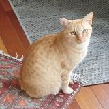 Picture of cat lost at Plerin