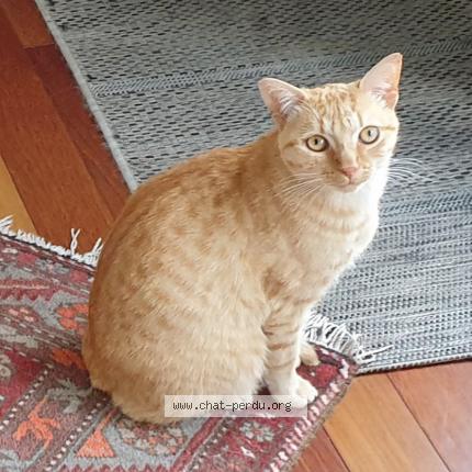 Photo 1/1 Cat reunited Lost in Plerin