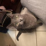 Picture of cat lost at Le Raincy