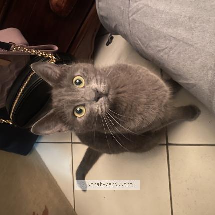 Photo 1/1 Maya Chat lost in Le raincy