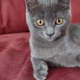 Picture of cat lost at Champey Sur Moselle