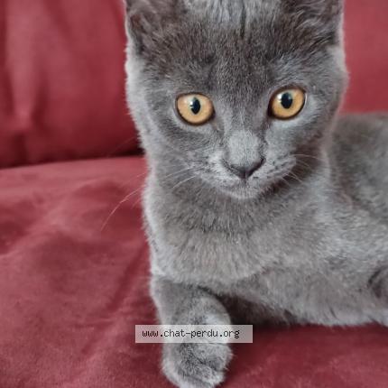 Photo 1/1 Sky Chat lost in Champey sur moselle