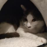 Picture of cat lost at Chateauneuf De Gadagne