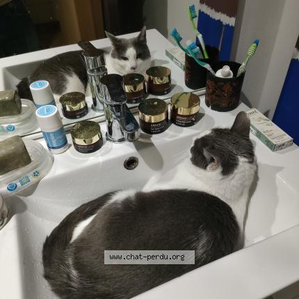 Photo 2/2 Streety Chat lost in Chateauneuf de gadagne