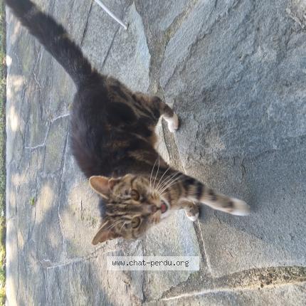 Foto 1/1 Wiedergefundene Katze Gefunden in Versoix