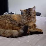 Picture of cat lost at Rosieres En Santerre