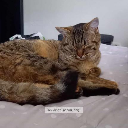 Photo 1/1 Cookie Chat lost in Rosieres en santerre