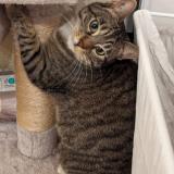 Picture of cat lost at Carcassonne