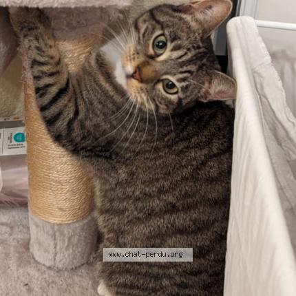 Photo 1/1 Athéa Chat lost in Carcassonne