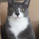 Picture of cat lost at Fleurieu Sur Saone