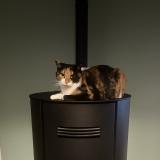 Picture of cat lost at Coux Et Bigaroque Mouzens