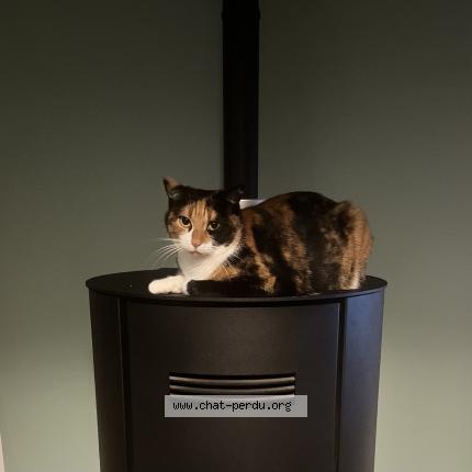 Photo 1/1 Satine Chat lost in Coux et bigaroque mouzens