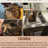 Picture of cat lost at Villiers Sur Morin