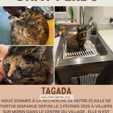 Photo 1/1 Tagada Chat lost in Villiers sur morin