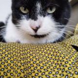 Picture of cat lost at La Tour De Salvagny