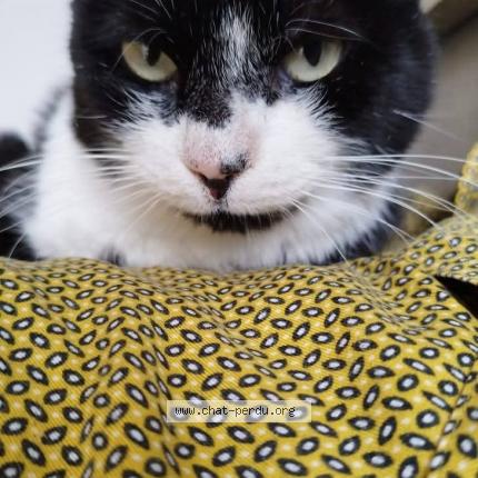 Photo 1/1 MIKADO Chat lost in La tour de salvagny