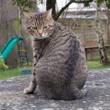 Picture of cat lost at Moret Loing Et Orvanne