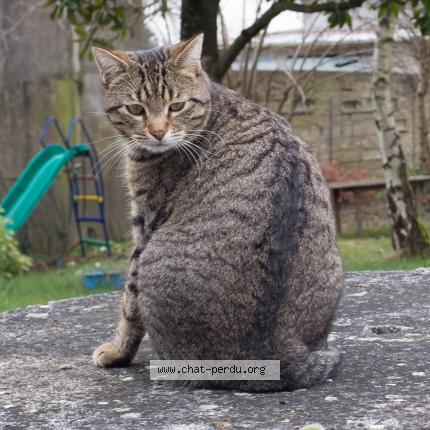 Photo 1/1 Aness Chat lost in Moret loing et orvanne