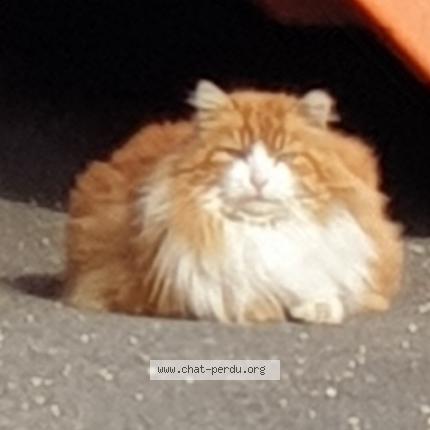 Photo 1/1 Found cat Found in Orbe