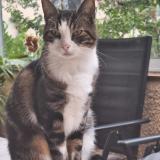 Picture of cat lost at Escalquens
