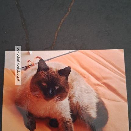 Photo 1/1 Caramel Chat lost in Vitrolles