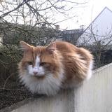 Picture of cat lost at Le Bardon