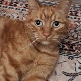 Picture of cat lost at Blere