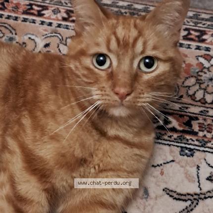 Photo 1/1 Katsby Chat lost in Blere