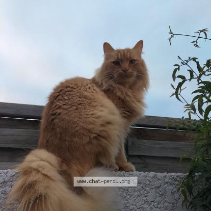 Photo 1/1 Rafale Chat lost in Marseille