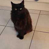 Picture of cat lost at Champniers