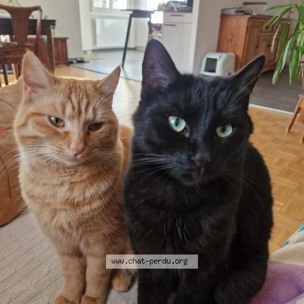 Foto 1/1 Wiedergefundene Katze Verloren in Yverdon Les Bains