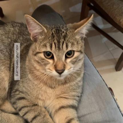 Foto 1/1 Kat teruggevonden Vermist in Dinant