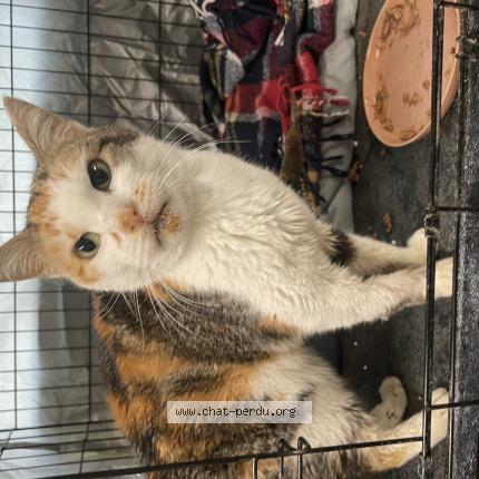 Photo 1/1 Found cat Found in Vaulx en velin