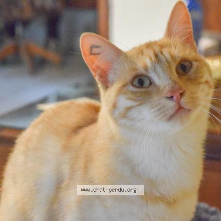 Photo 1/1 Cat reunited Lost in Messe